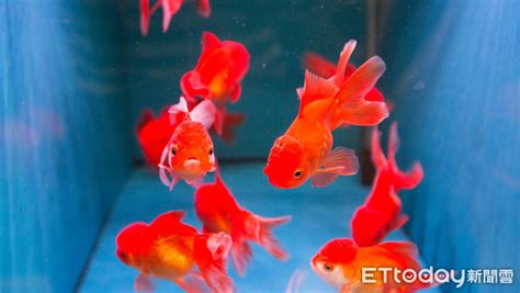 水族箱的魚|水族箱適合飼養哪些魚類？根據體積選擇魚類品種指南